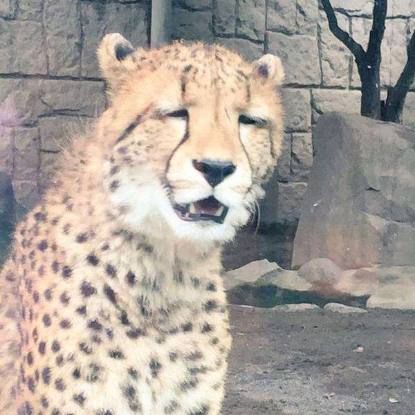 イケメン動物の画像を貼るトピ【Part2】