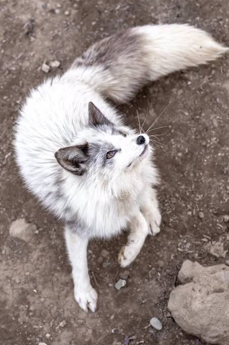 イケメン動物の画像を貼るトピ【Part2】