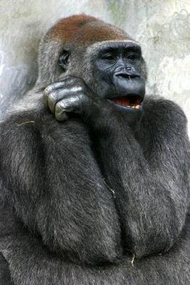 イケメン動物の画像を貼るトピ【Part2】