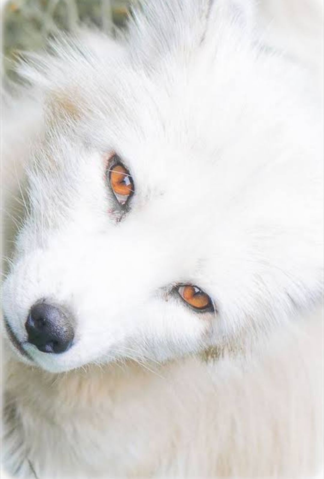 イケメン動物の画像を貼るトピ【Part2】