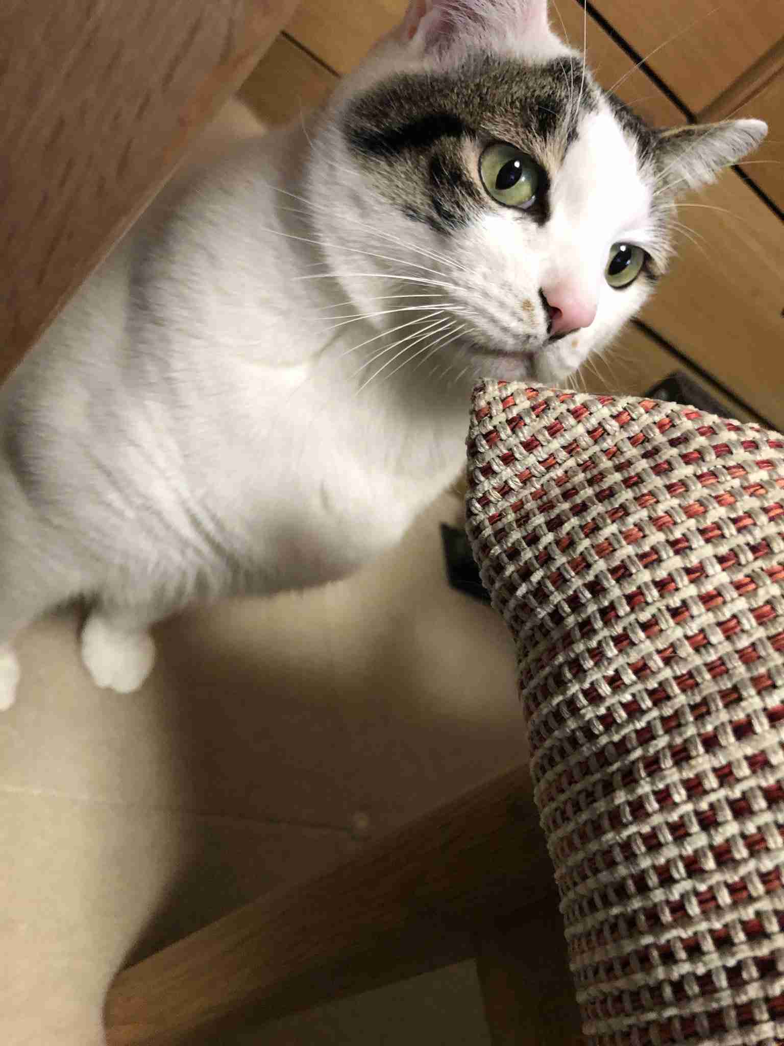 イケメン動物の画像を貼るトピ【Part2】