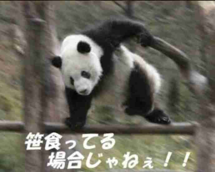 イケメン動物の画像を貼るトピ【Part2】