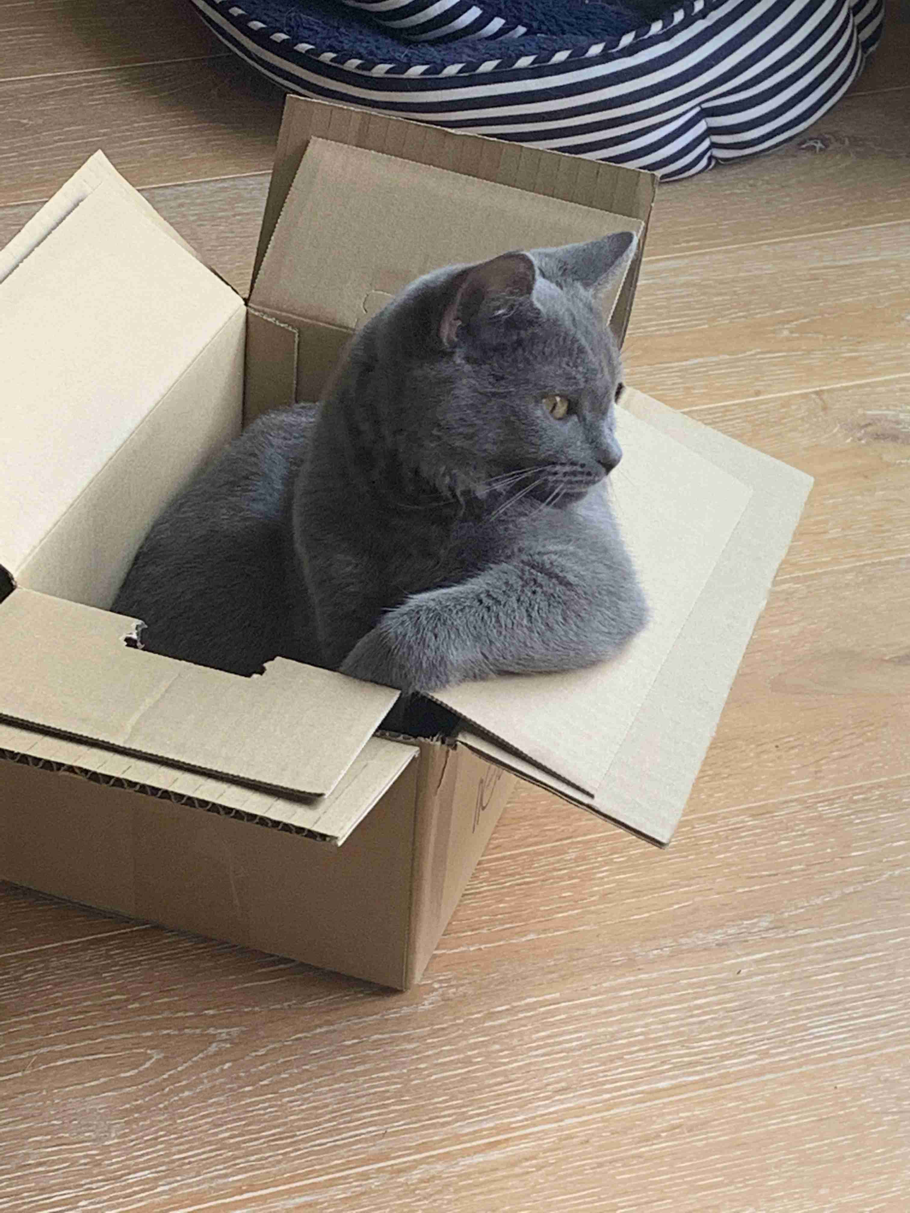イケメン動物の画像を貼るトピ【Part2】