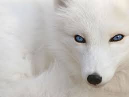 イケメン動物の画像を貼るトピ【Part2】