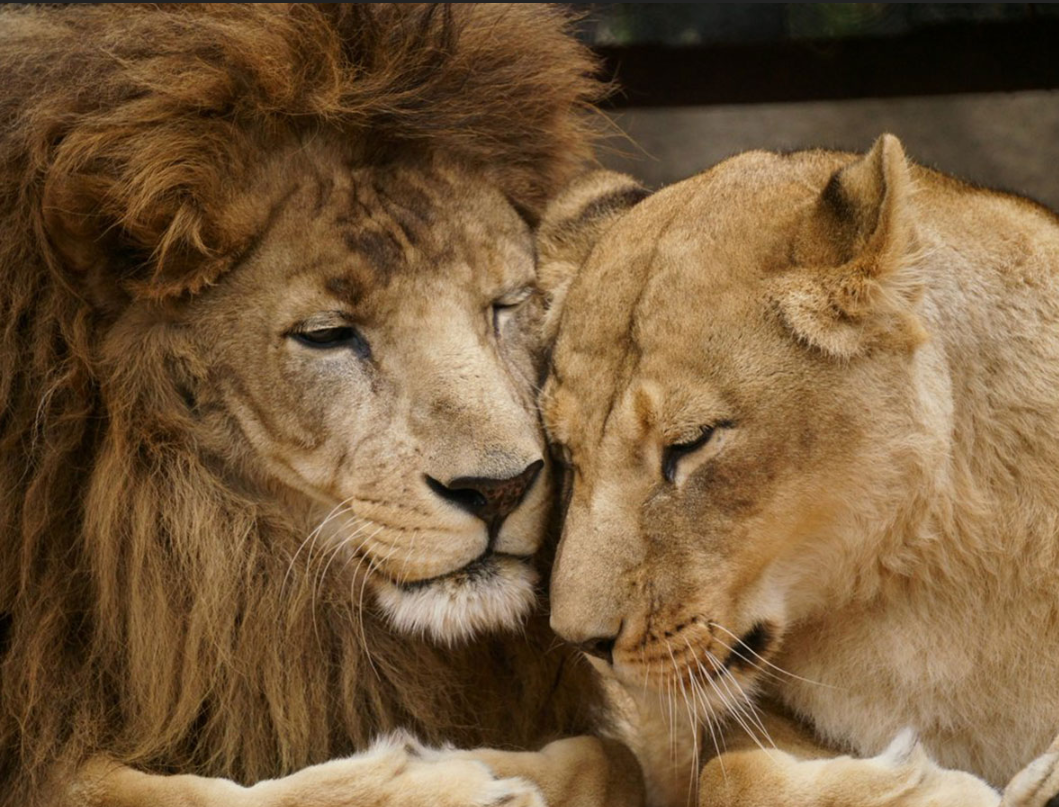 イケメン動物の画像を貼るトピ【Part2】