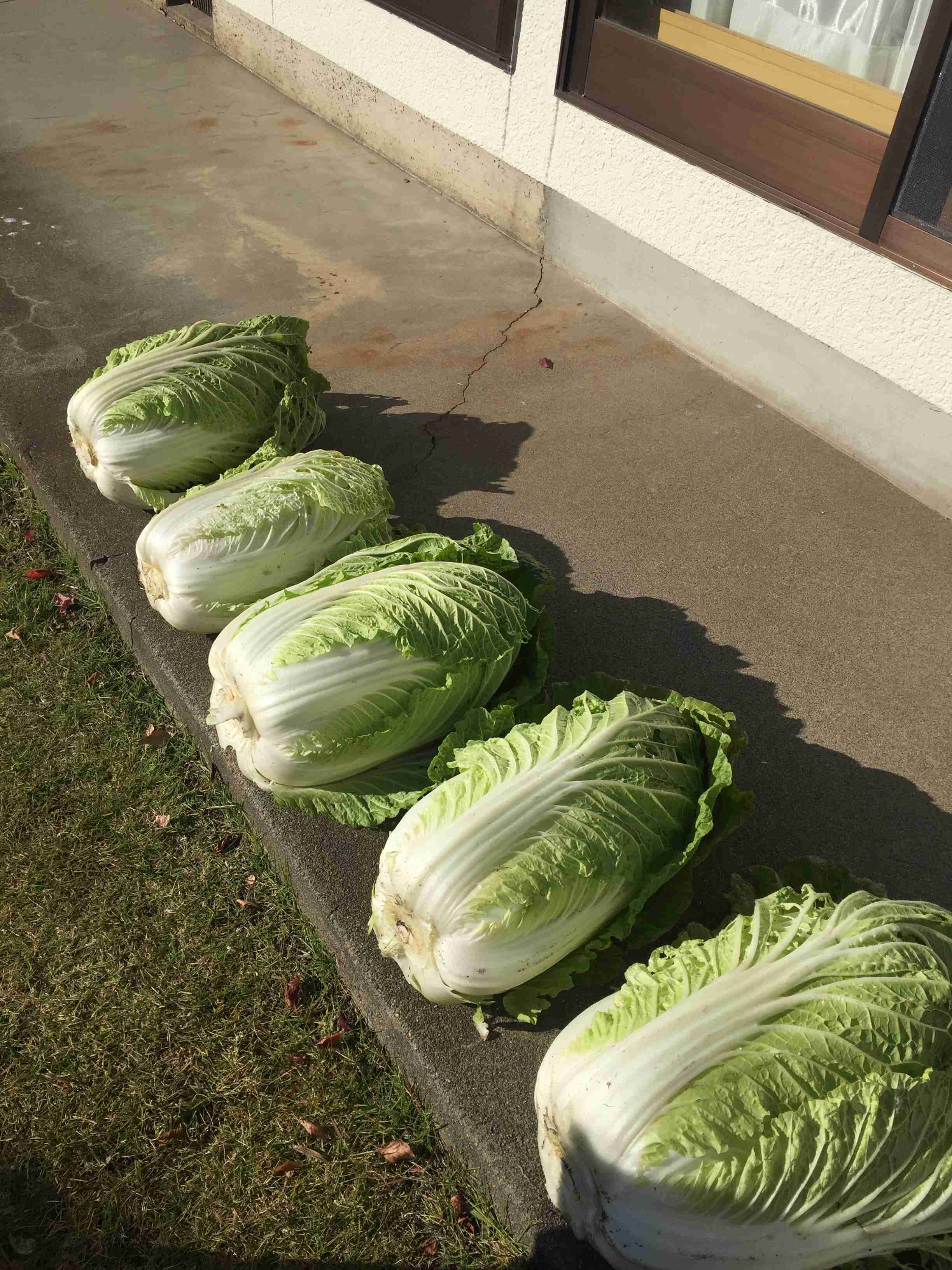 みなさんの手作り品見せてください(なんでも可)   