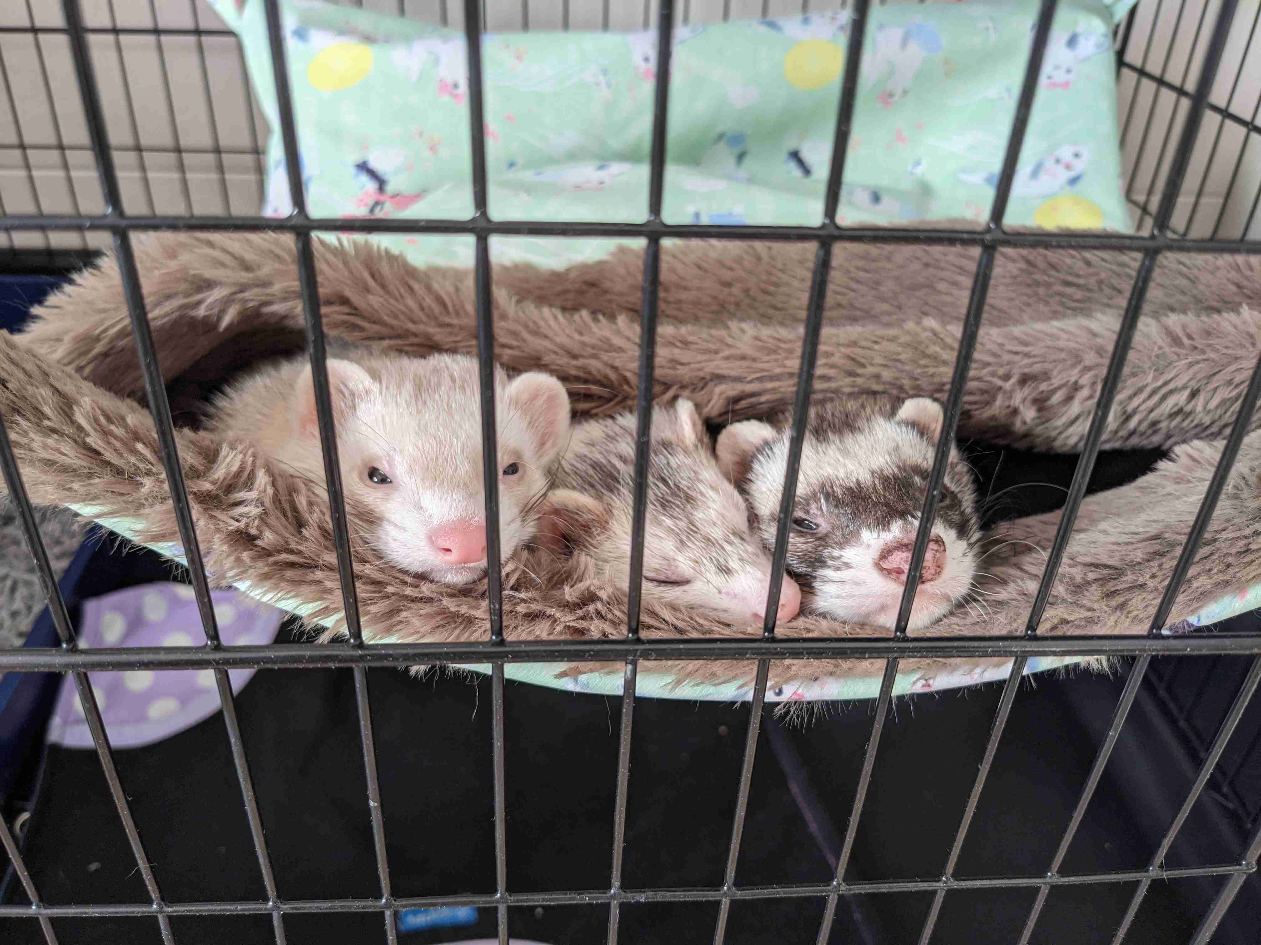 珍しいペット飼ってる人(犬、猫、ハムスター以外)
