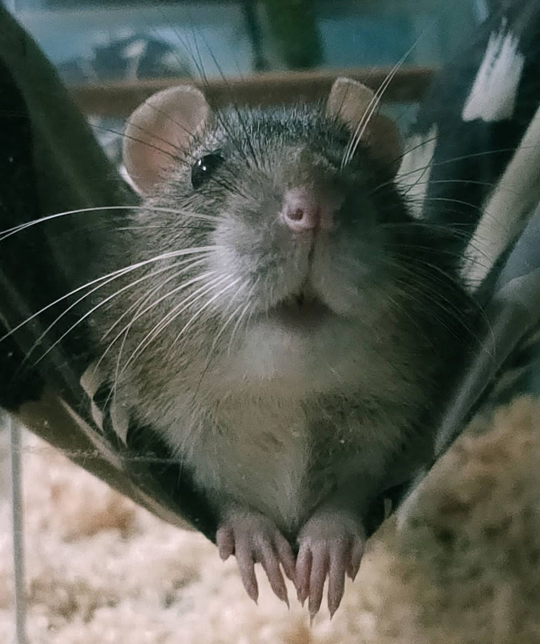 珍しいペット飼ってる人(犬、猫、ハムスター以外)