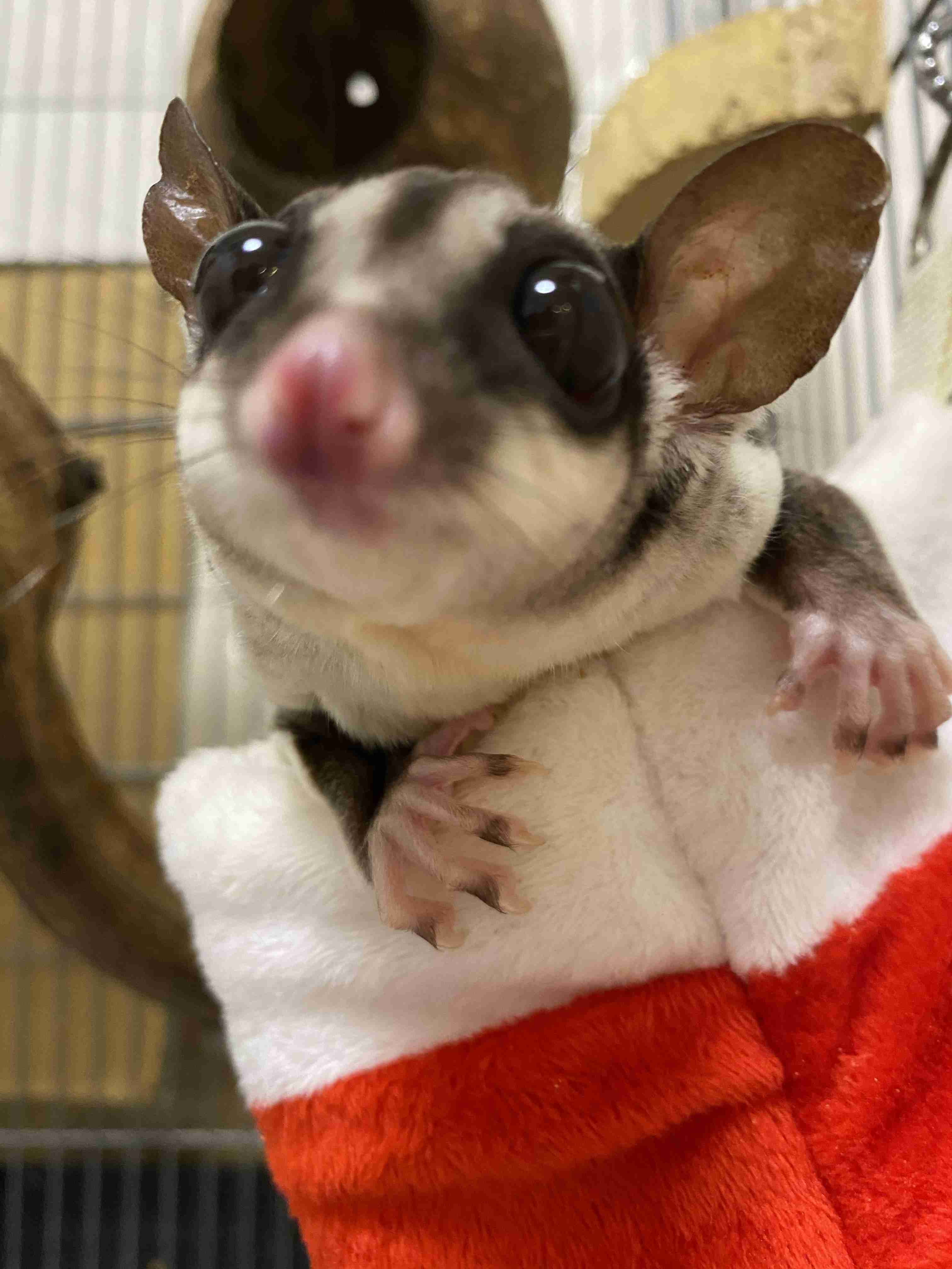 珍しいペット飼ってる人(犬、猫、ハムスター以外)