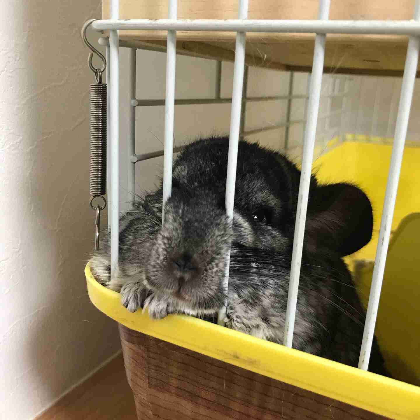 珍しいペット飼ってる人(犬、猫、ハムスター以外)