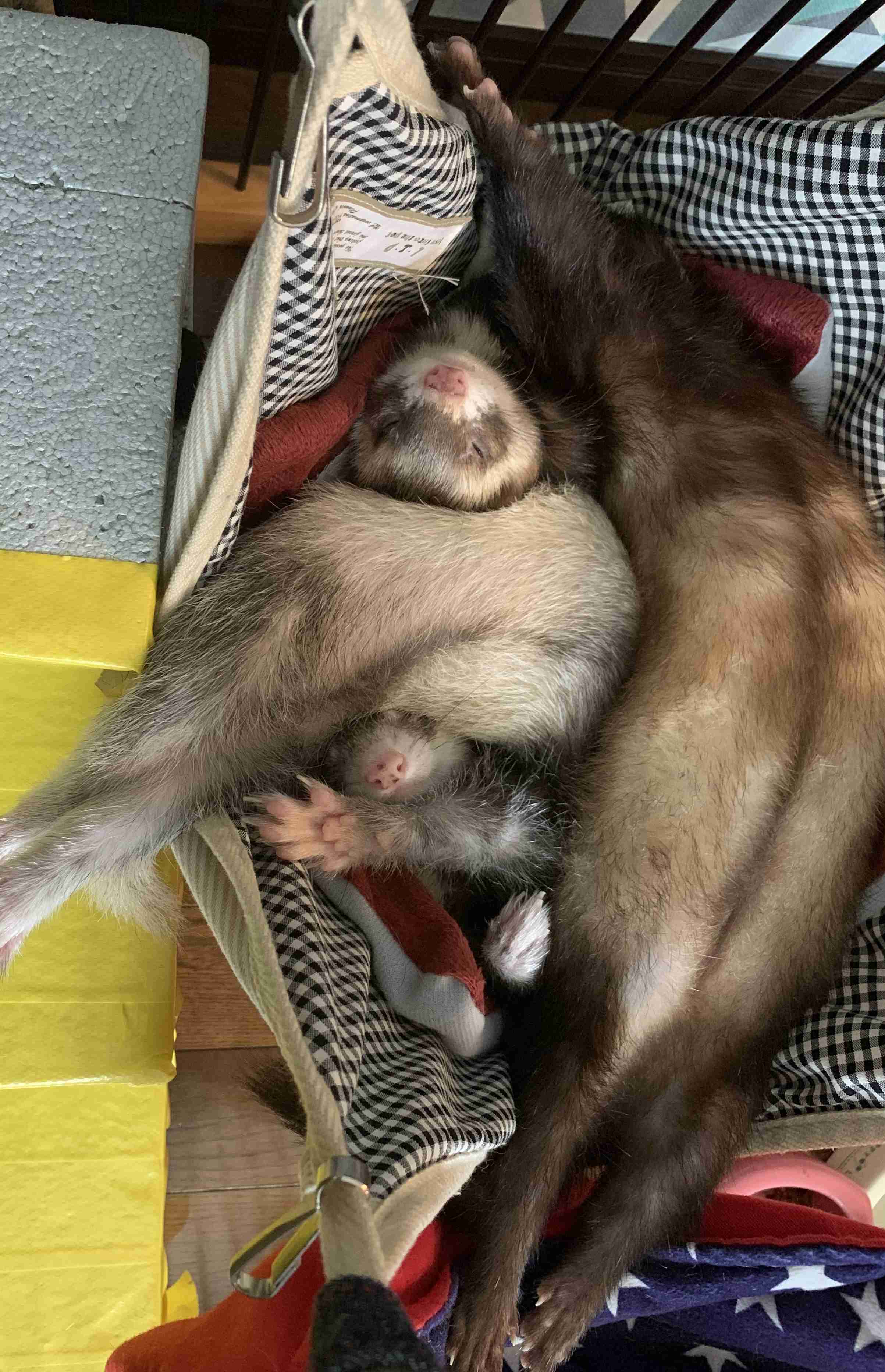 珍しいペット飼ってる人(犬、猫、ハムスター以外)