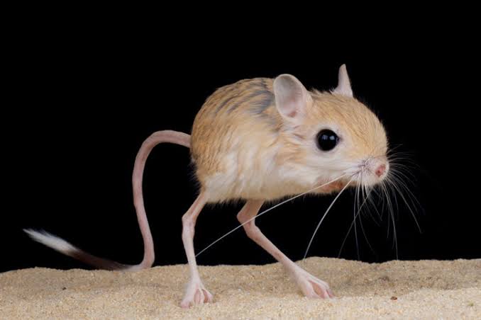珍しいペット飼ってる人(犬、猫、ハムスター以外)