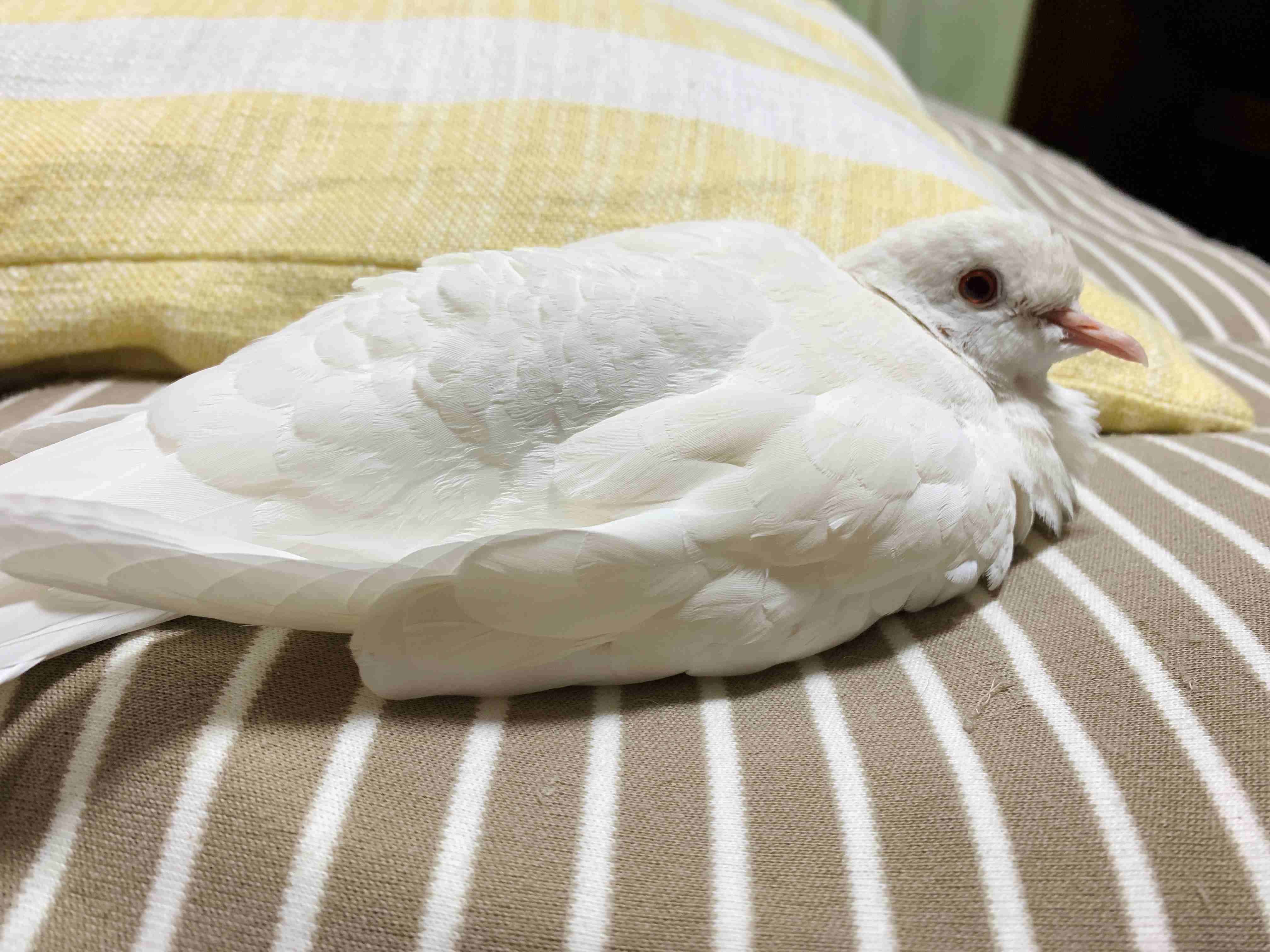 珍しいペット飼ってる人(犬、猫、ハムスター以外)