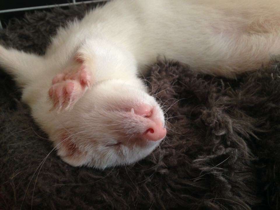 珍しいペット飼ってる人(犬、猫、ハムスター以外)