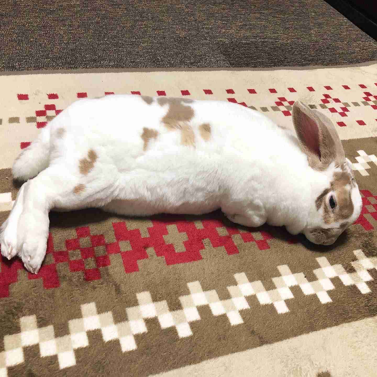 珍しいペット飼ってる人(犬、猫、ハムスター以外)