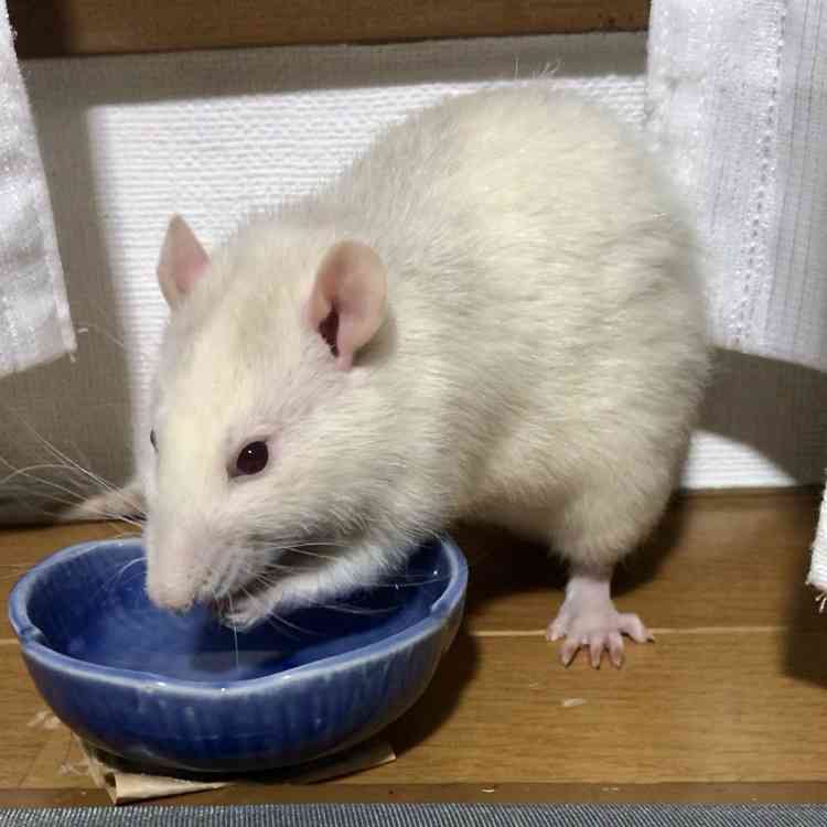 珍しいペット飼ってる人(犬、猫、ハムスター以外)