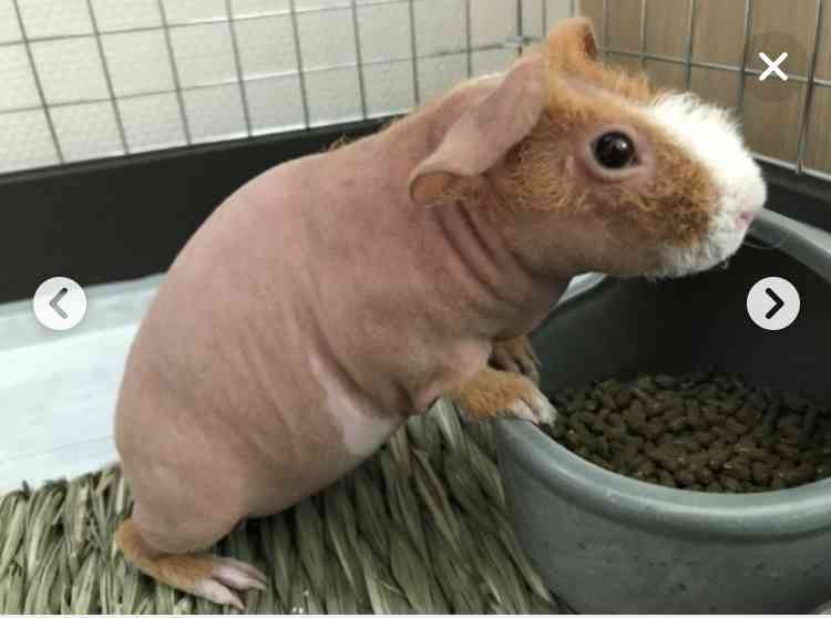 珍しいペット飼ってる人(犬、猫、ハムスター以外)