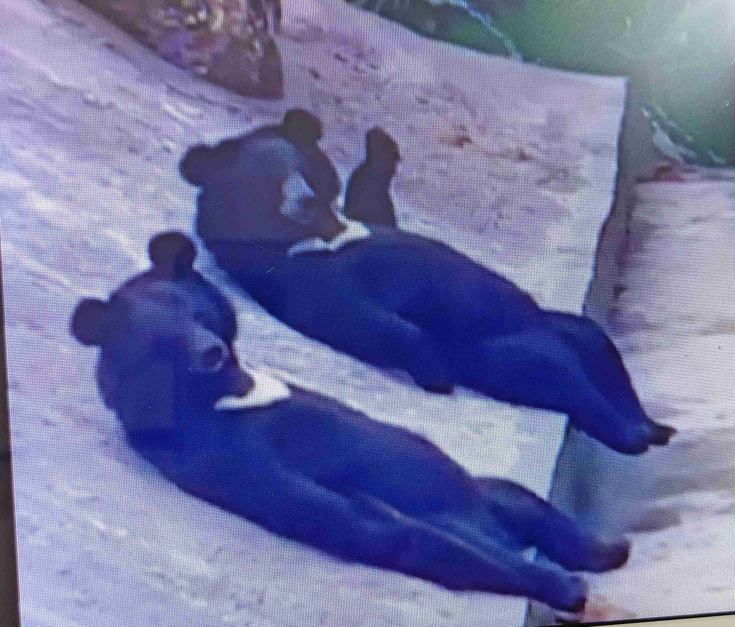 「よっ！」て言ってそうな画像くださいpart2