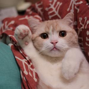 「よっ！」て言ってそうな画像くださいpart2