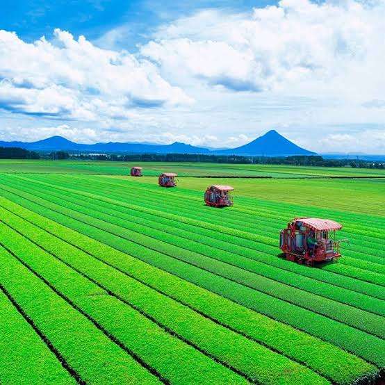 「日本一の茶処」揺らぐ静岡…鹿児島が猛追「いつ抜かれてもおかしくない」