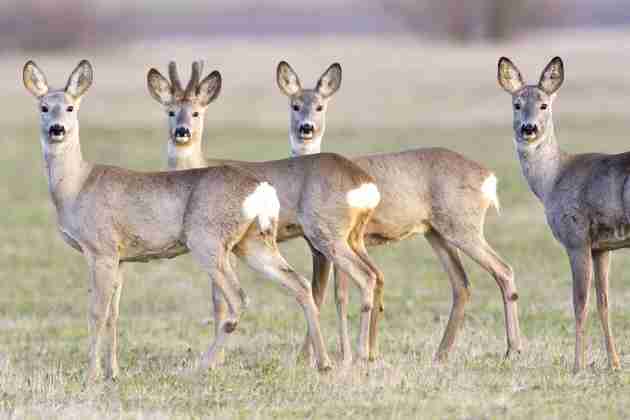 Facebook、音声チャット開発か 「クラブハウス」に類似―米紙報道