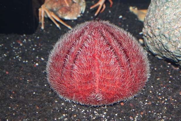 Facebook、音声チャット開発か　「クラブハウス」に類似―米紙報道