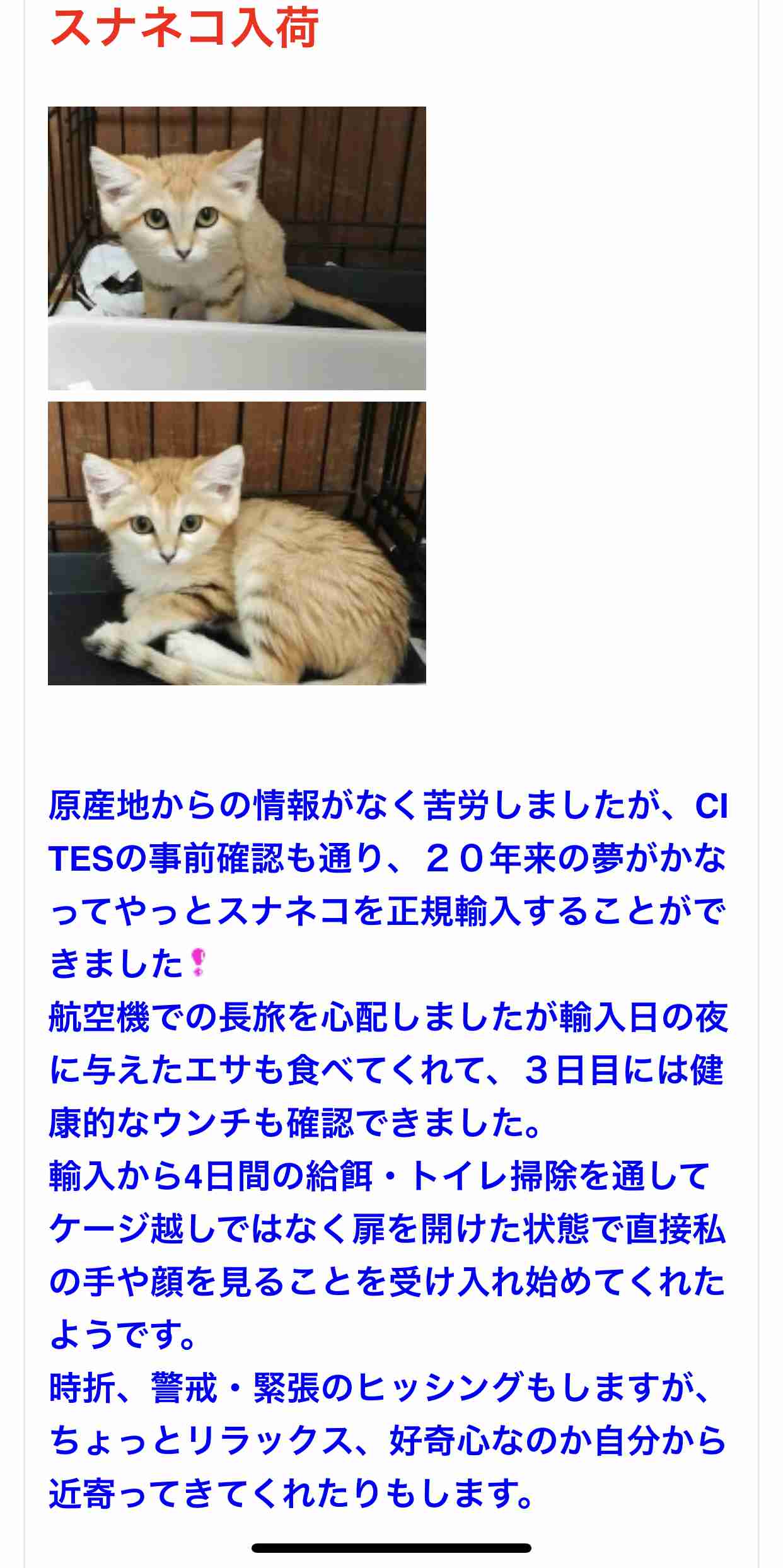 相葉雅紀“どうぶつ園”に抗議の声…スナネコの背中をなでるシーンはなぜ炎上したのか