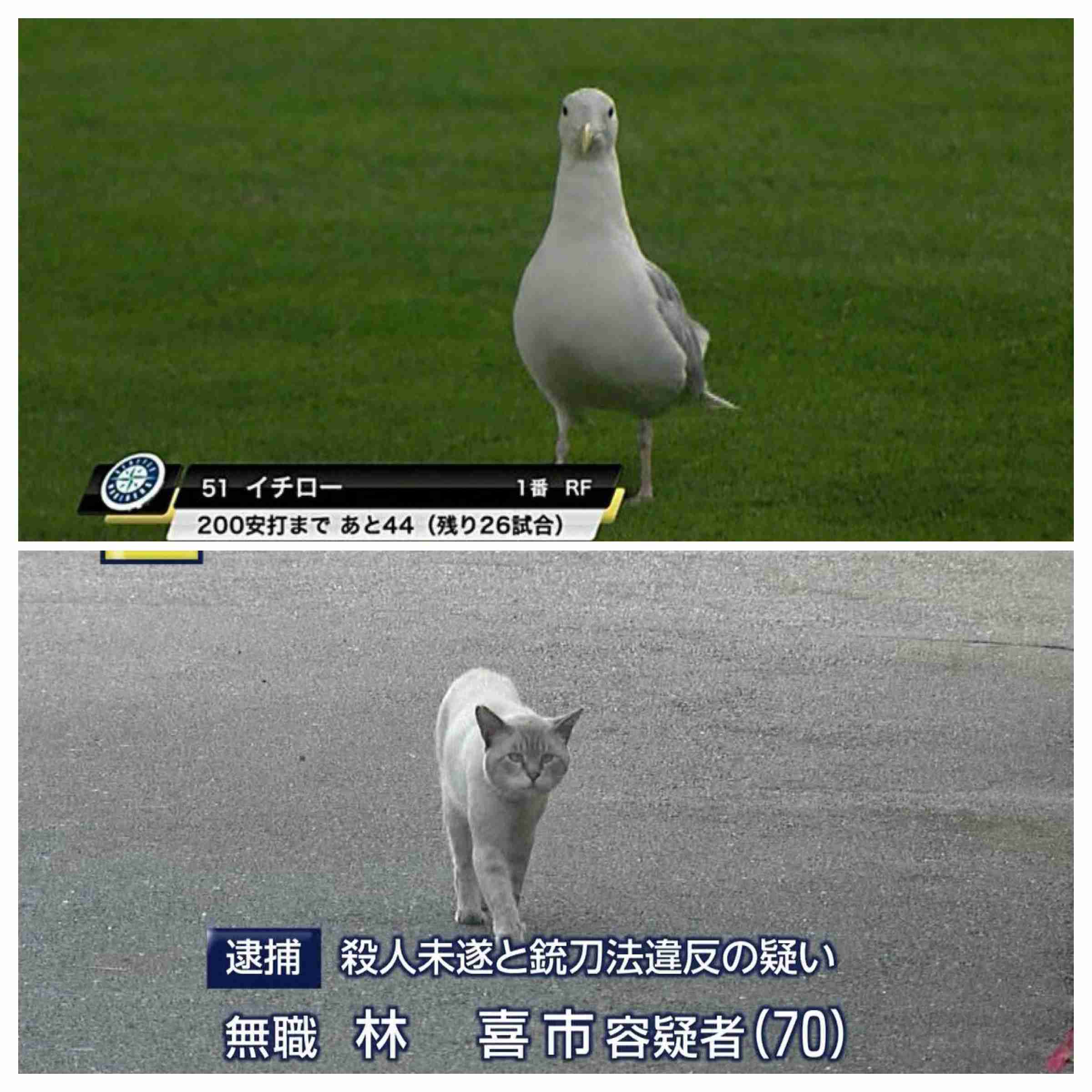 探している画像を見つけてあげるトピ