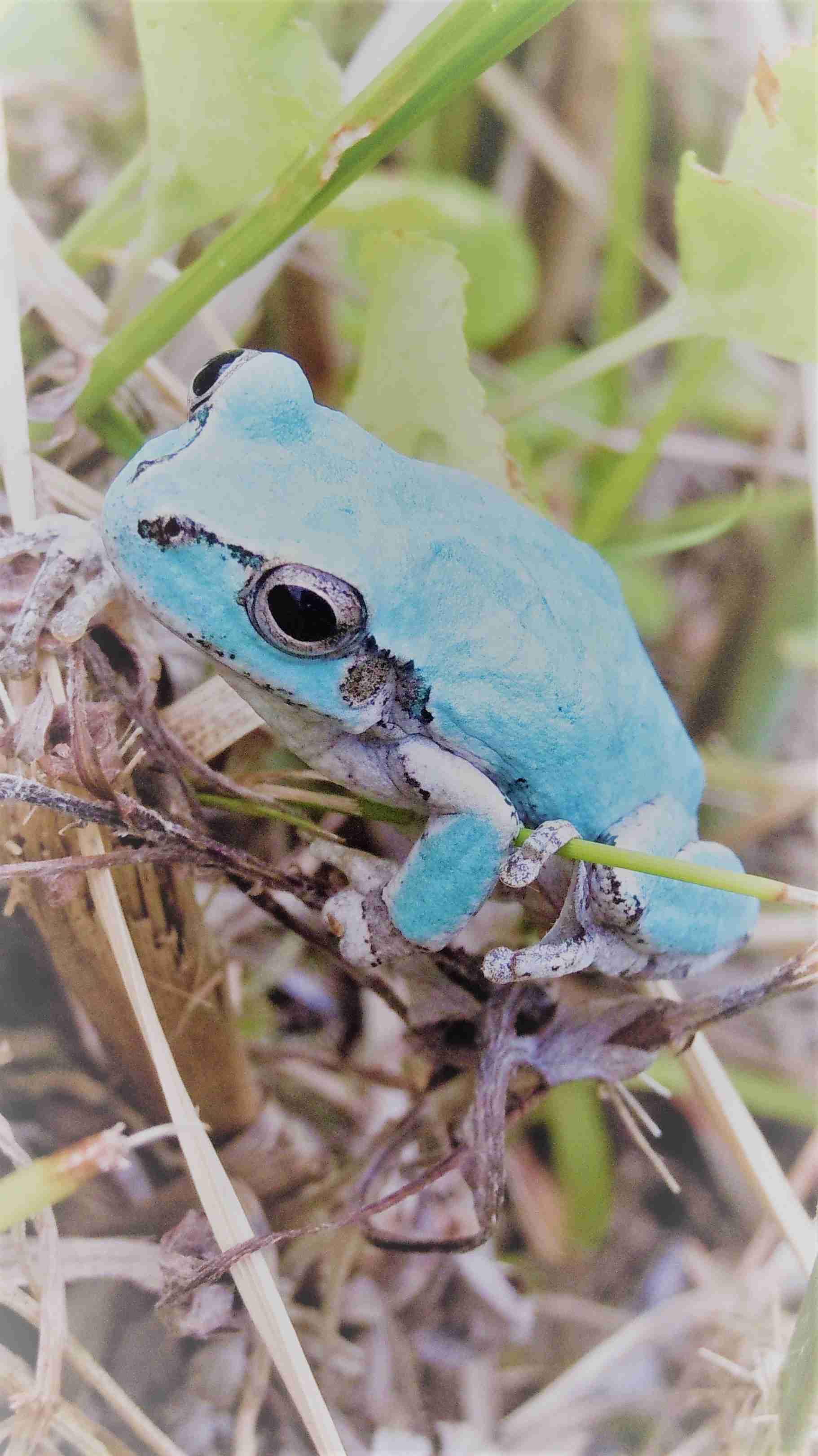 蛙化現象