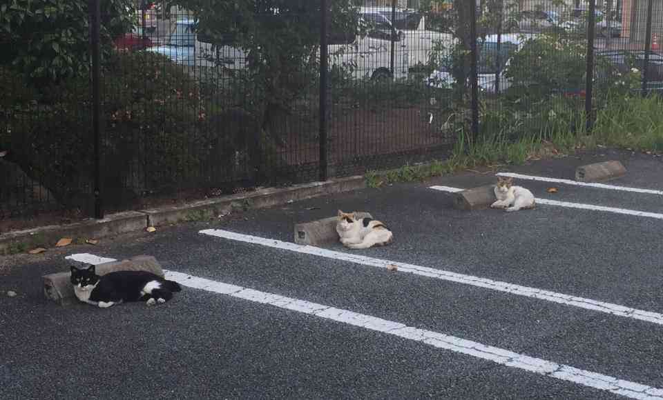 密と密じゃない画像を交互に貼るトピpart2