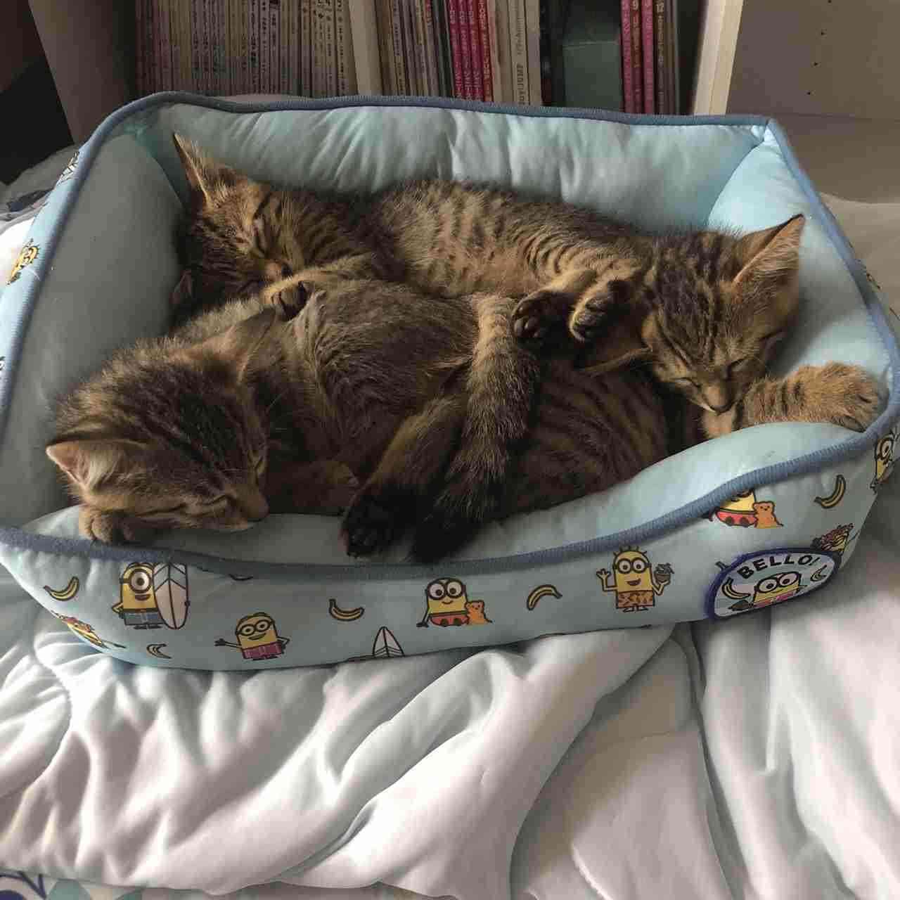 密と密じゃない画像を交互に貼るトピpart2