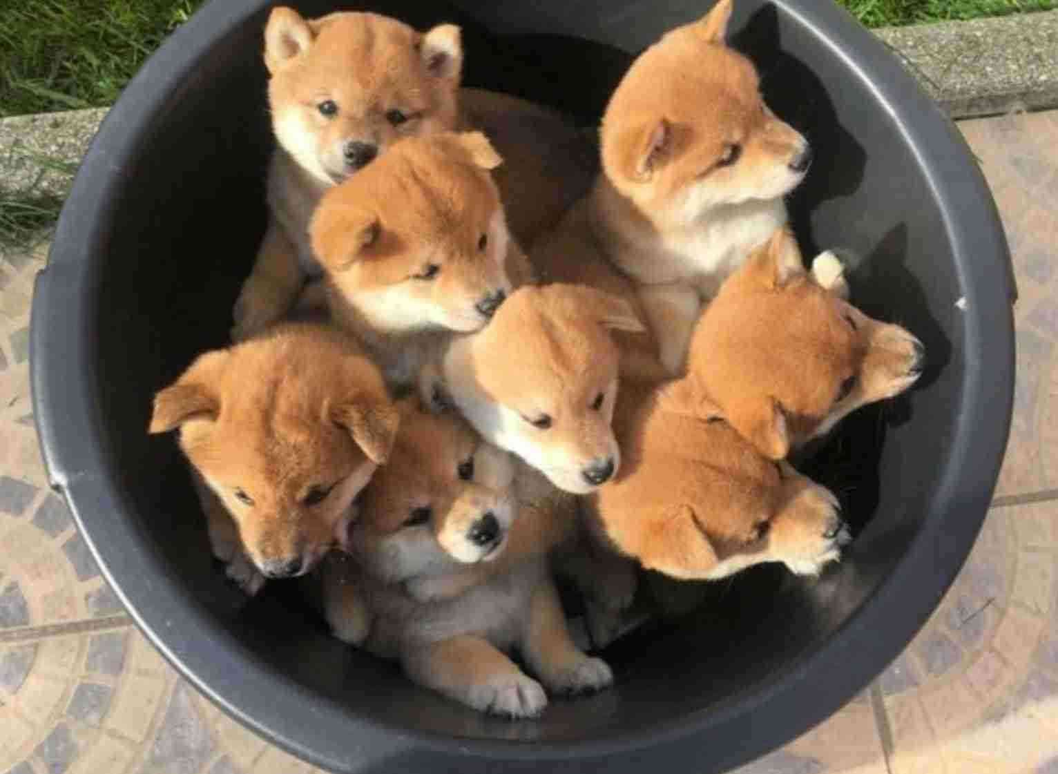 密と密じゃない画像を交互に貼るトピpart2