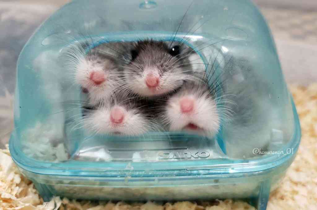 密と密じゃない画像を交互に貼るトピpart2