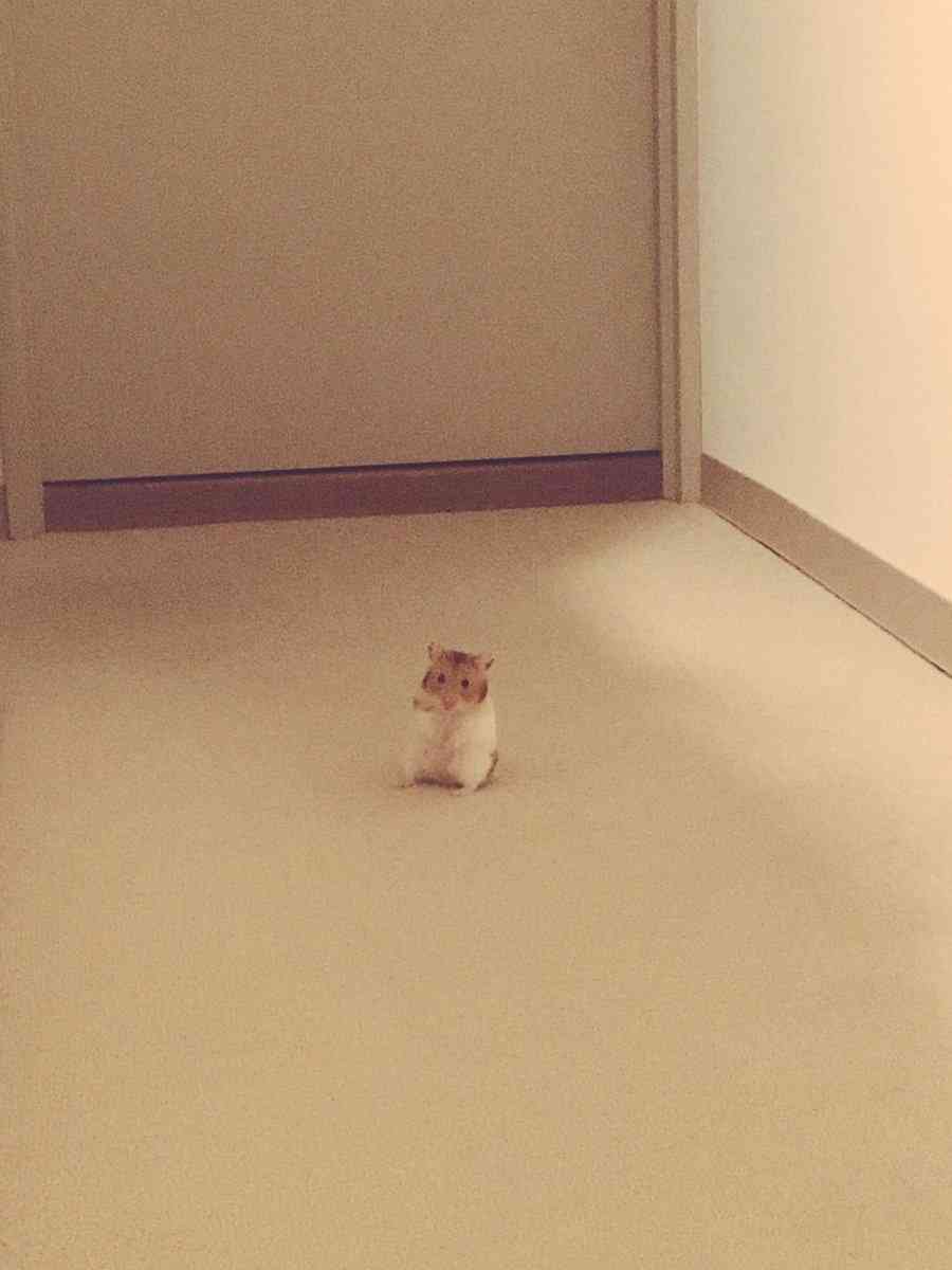 密と密じゃない画像を交互に貼るトピpart2