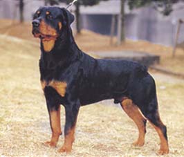 庭に侵入 犬に暴行で逮捕　動物虐待73歳の男