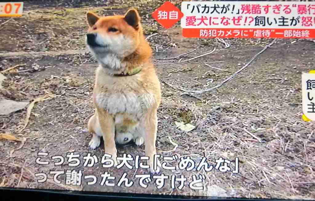 庭に侵入 犬に暴行で逮捕　動物虐待73歳の男