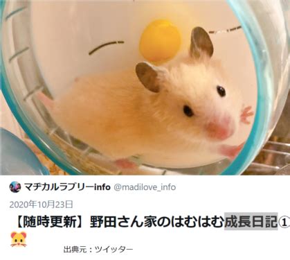 野田クリスタル好きな人！