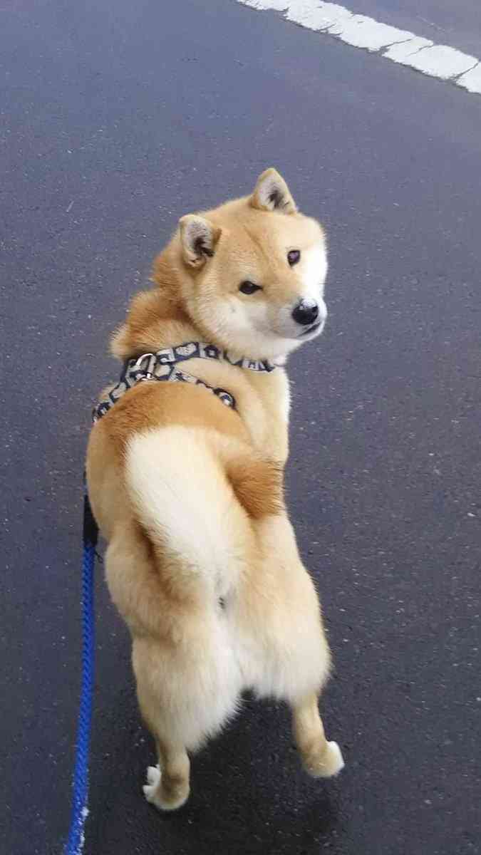 【画像トピ】こんなとこ散歩したいな～