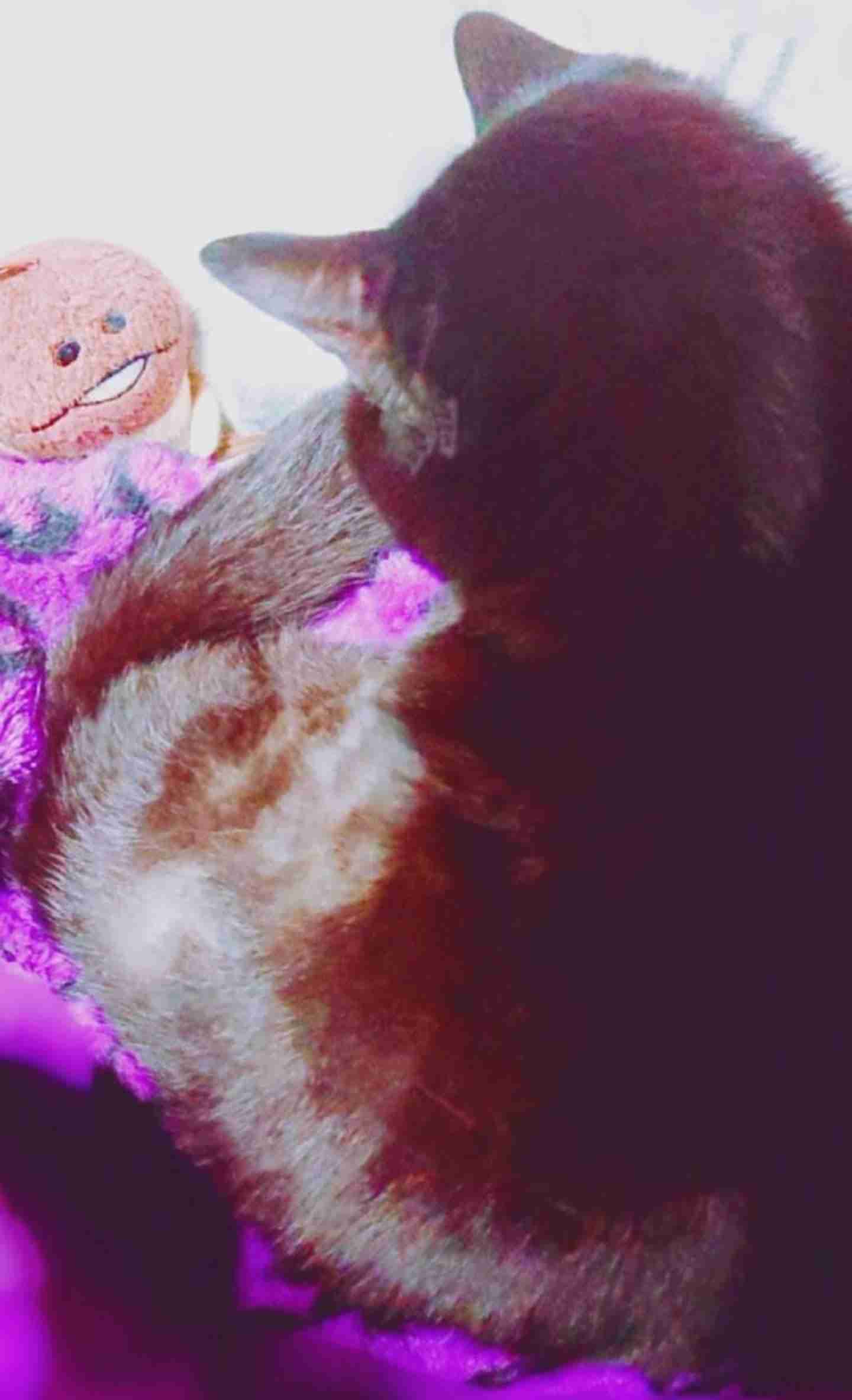 動物 ペットの性格が優しいエピソード ガールズちゃんねる Girls Channel