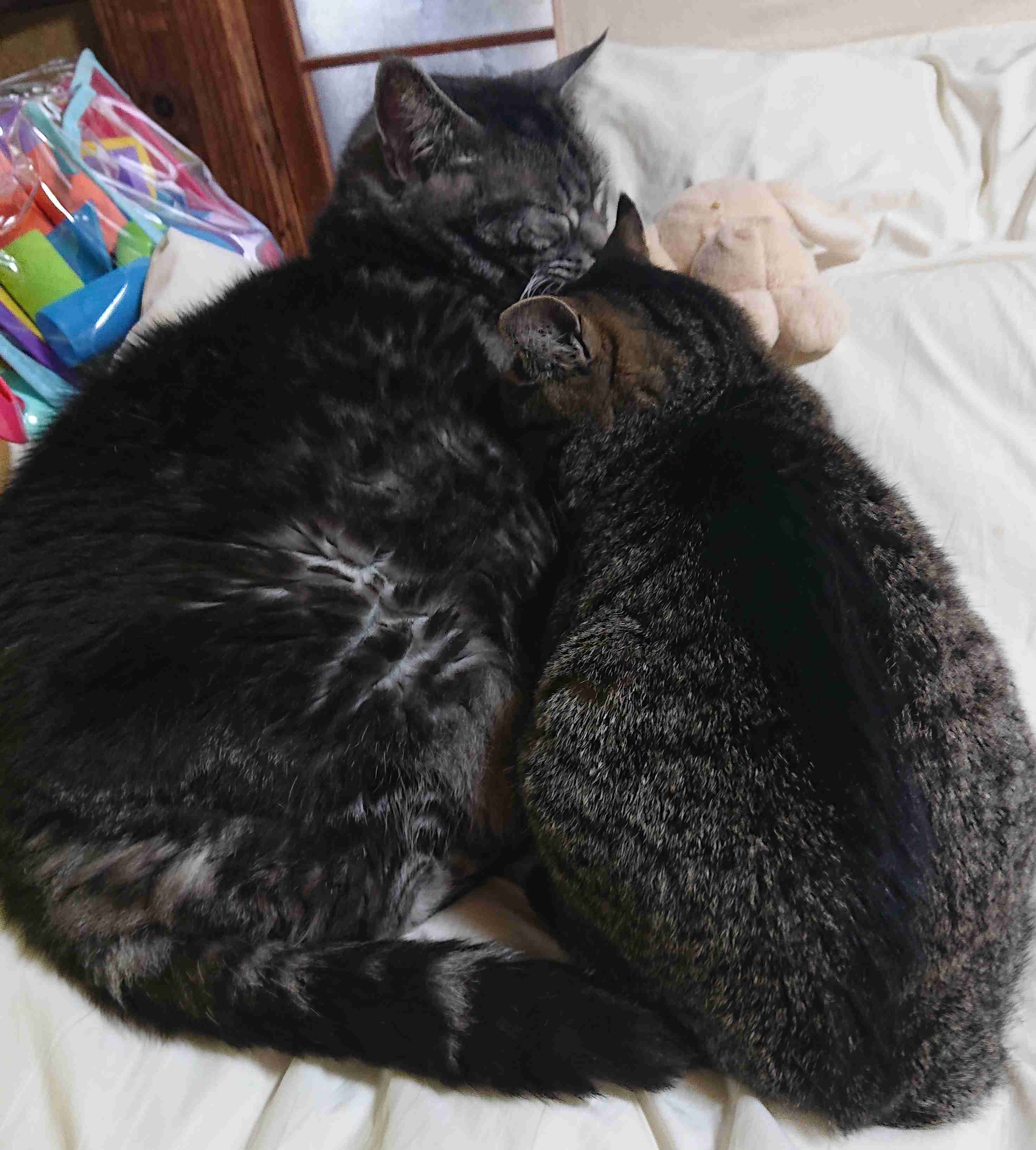 (身バレしない程度に)お宅の猫ちゃん見せてください！part8