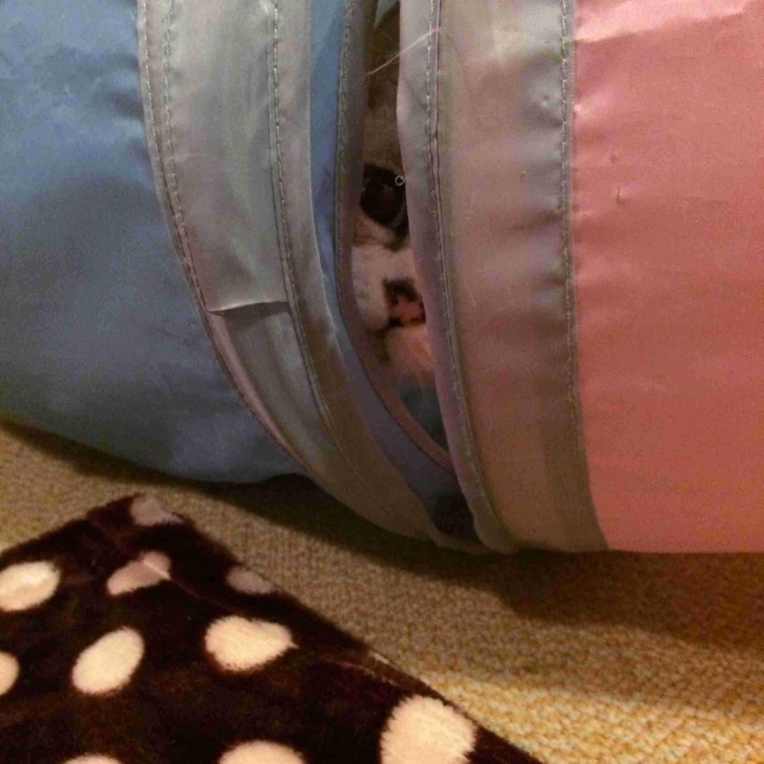 (身バレしない程度に)お宅の猫ちゃん見せてください！part8