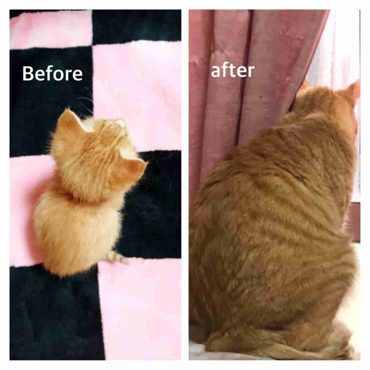 (身バレしない程度に)お宅の猫ちゃん見せてください！part8