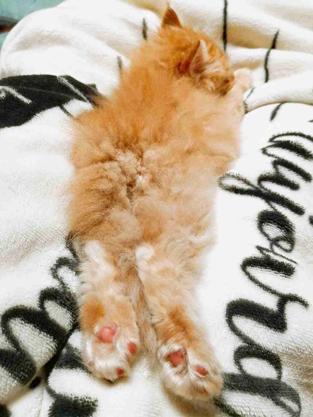 (身バレしない程度に)お宅の猫ちゃん見せてください！part8