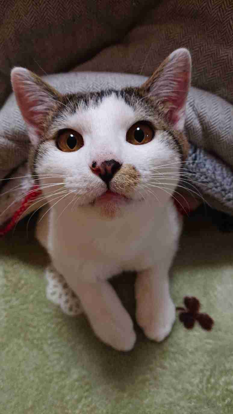 (身バレしない程度に)お宅の猫ちゃん見せてください！part8