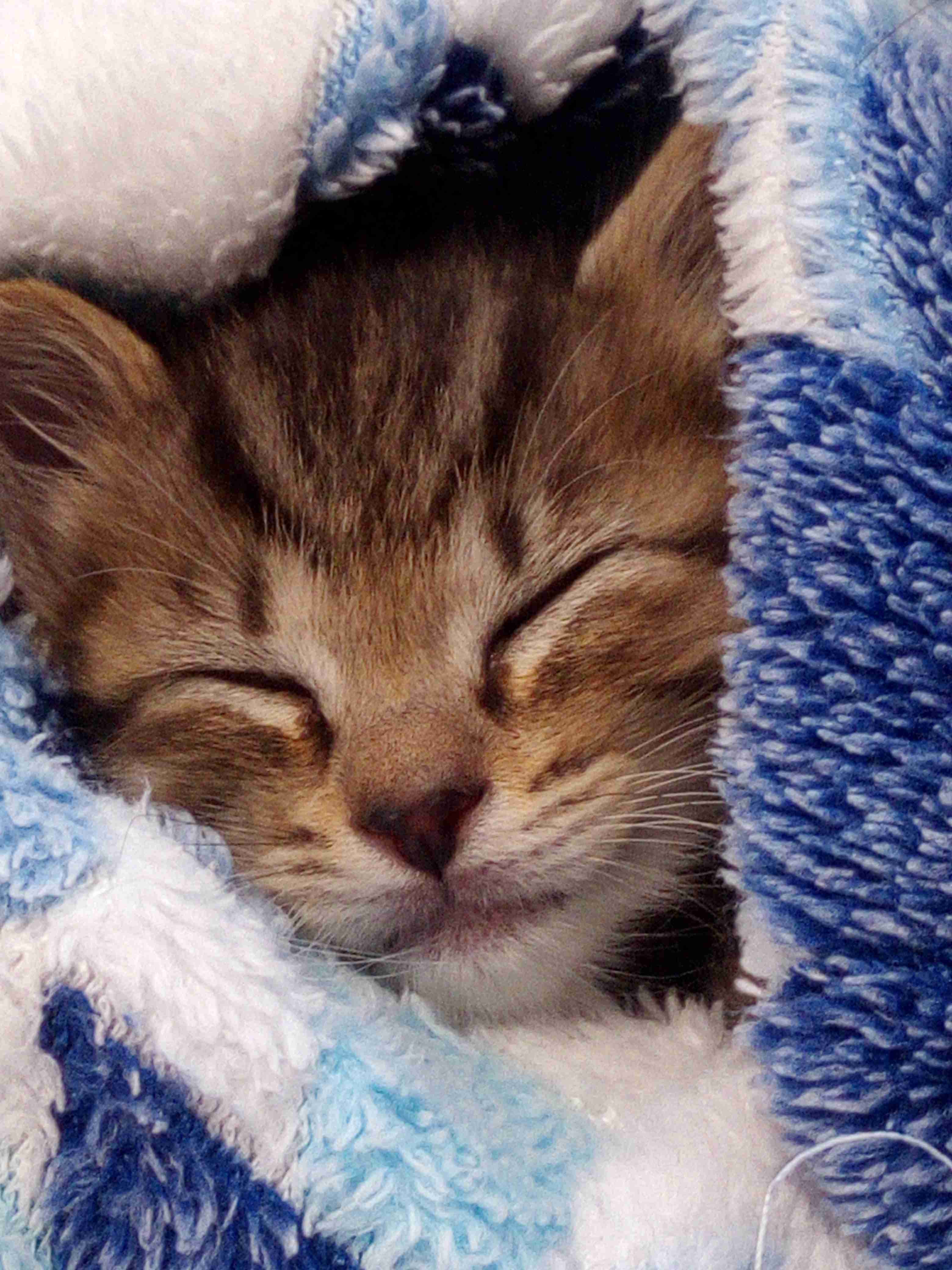 (身バレしない程度に)お宅の猫ちゃん見せてください！part8