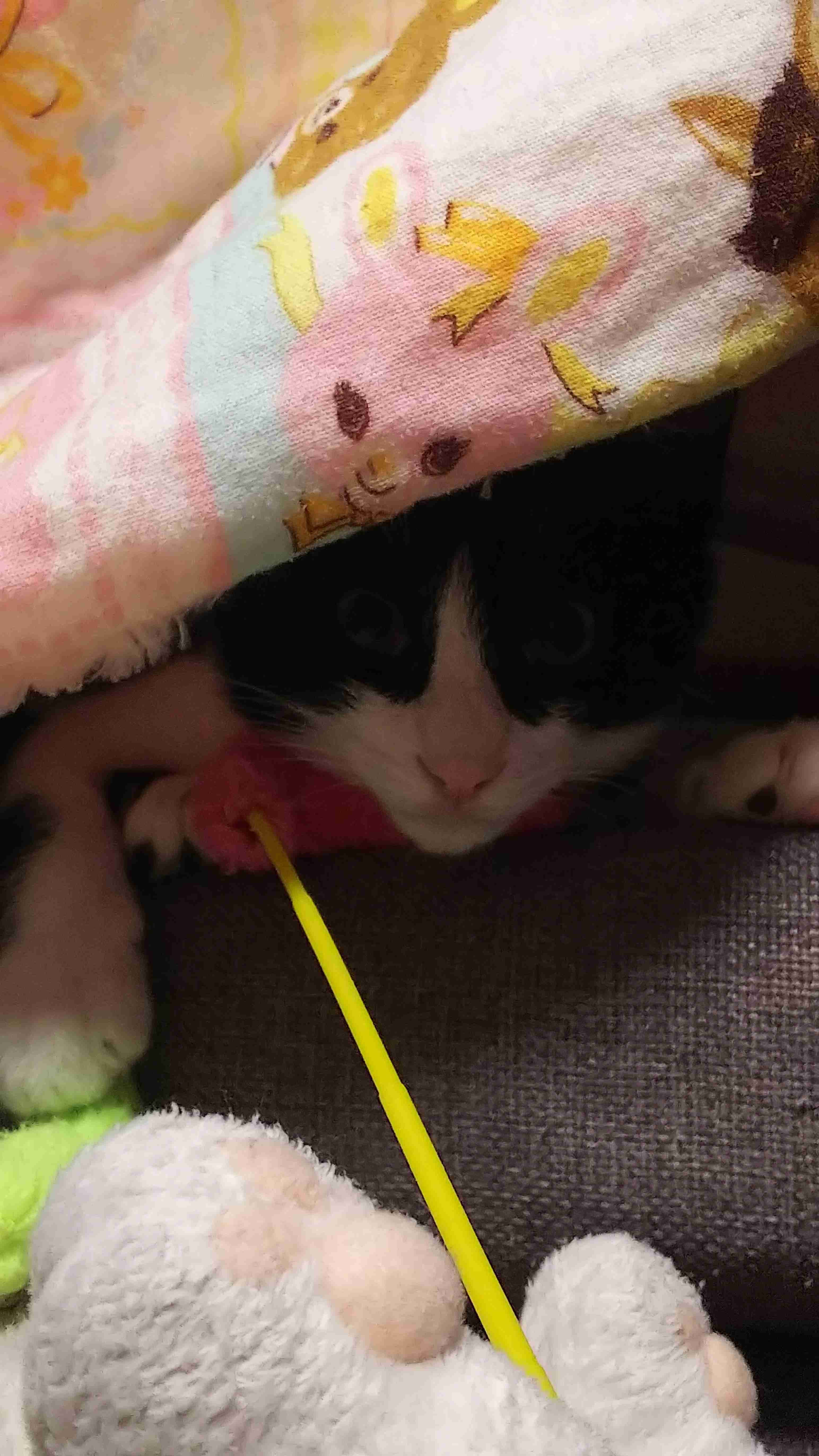 (身バレしない程度に)お宅の猫ちゃん見せてください！part8