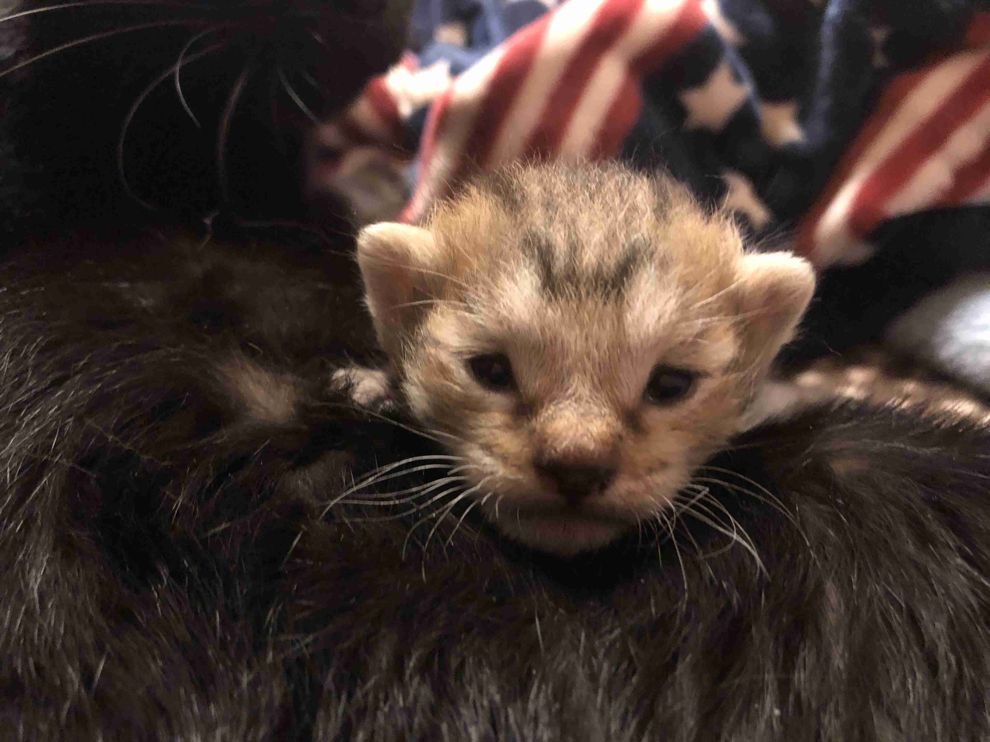 (身バレしない程度に)お宅の猫ちゃん見せてください！part8