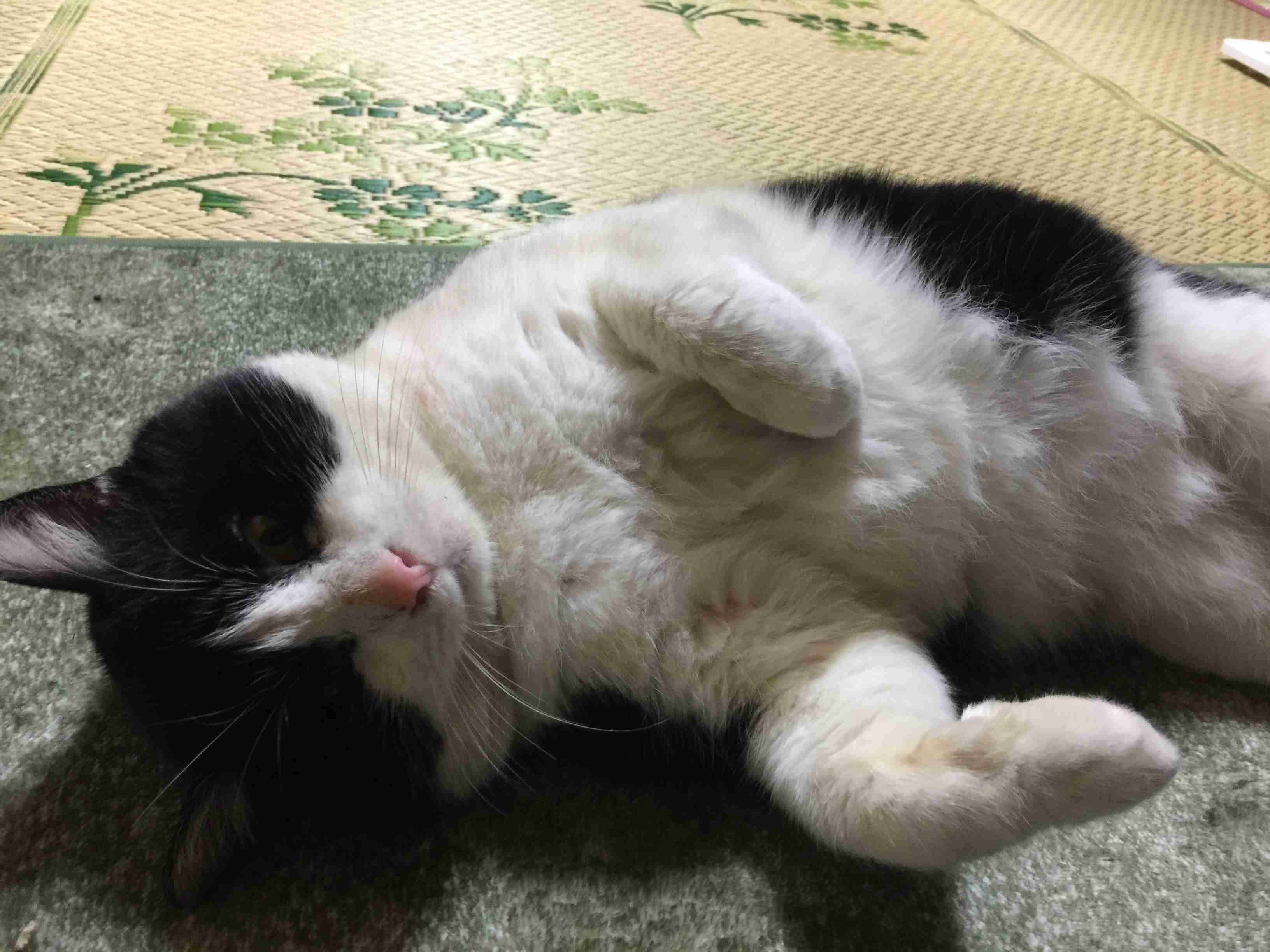 (身バレしない程度に)お宅の猫ちゃん見せてください！part8