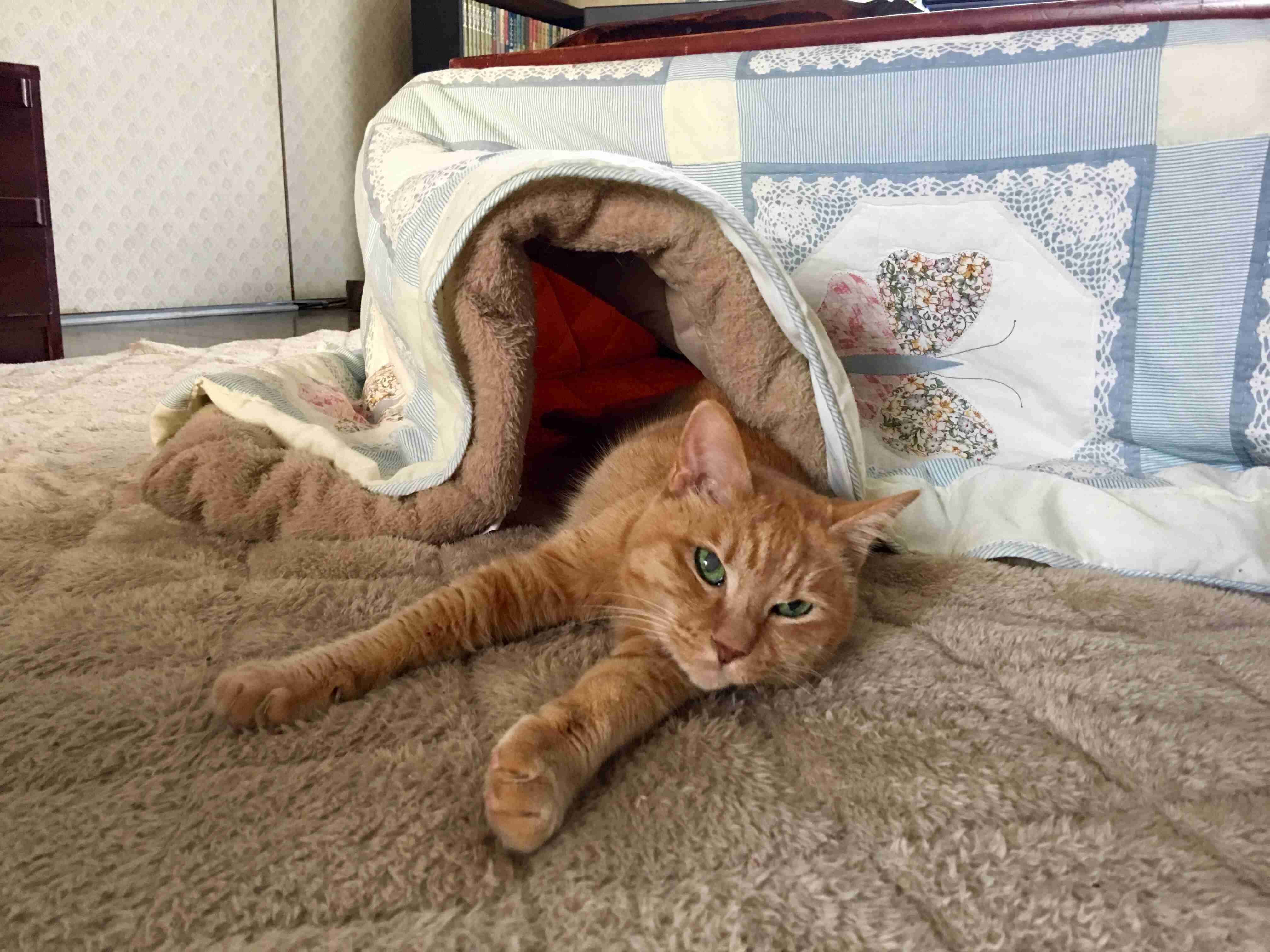 (身バレしない程度に)お宅の猫ちゃん見せてください！part8