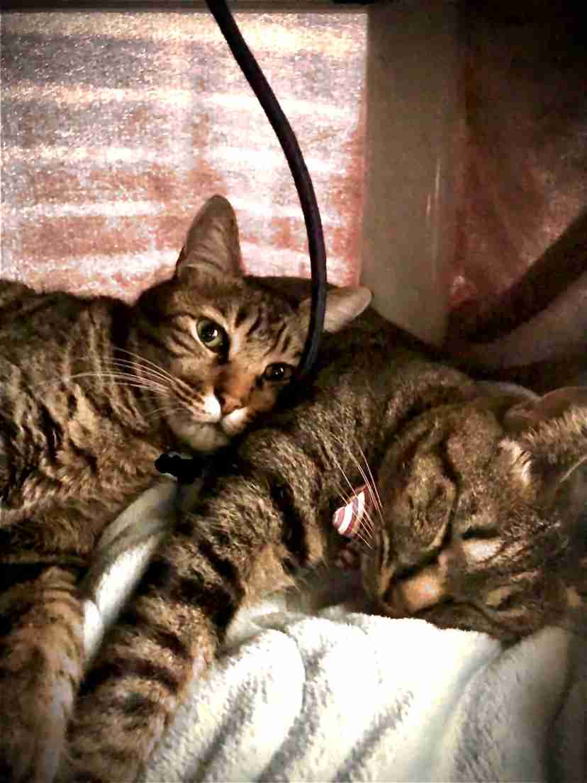 (身バレしない程度に)お宅の猫ちゃん見せてください！part8